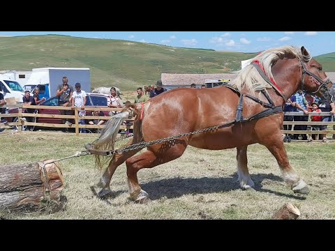 Probe de tracțiune locul 1 la simplu Păsăroiu de la Racșa la Ceanu Mare-Cluj 15 Iulie 2023