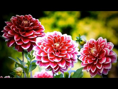 Dahlia (Jiřina, Jiřiny)
