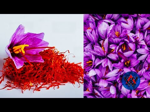 How its made Saffron | Saffron-Harvesting Process | Agricultur Production in a of-Art Factory ...