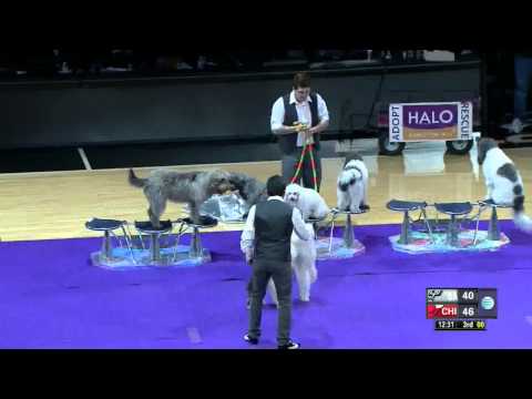 NBA Halftime Dog show