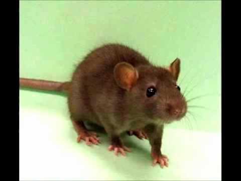 MC Zloba - Patkane (HD)