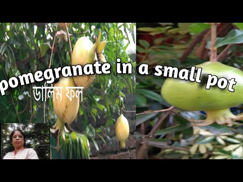 , title : 'pomegranate grow in a small pot #ছোট টব অনেক বেদানা#How grow pomegranate #viral'