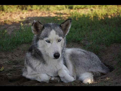 Huskies frei Haus: Teil 29 Vilma - Ihre Herrlichkeit