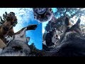 POV Siberian Husky And German Shepherd Get BULLIED For Wearing A Gopro