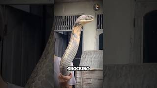 Download lagu King Cobra VS Python who will win #facts #animals #wildlife mp3 Download lagu King Cobra VS Python who will win #facts #animals #wildlife mp3