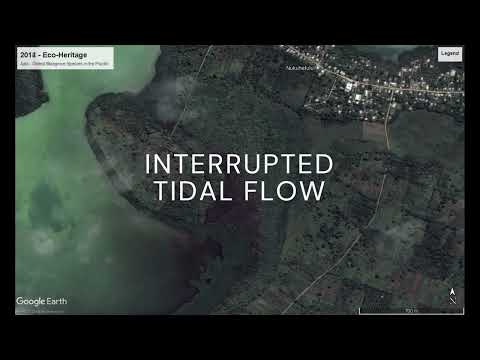 Dying Eco-Heritage, Oldest Mangroves in the Pacific