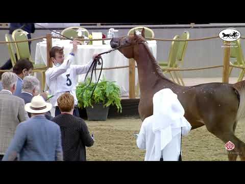 N 5 AALIYA AL JOOD   1st Qatar Arabian Breeders Cup
