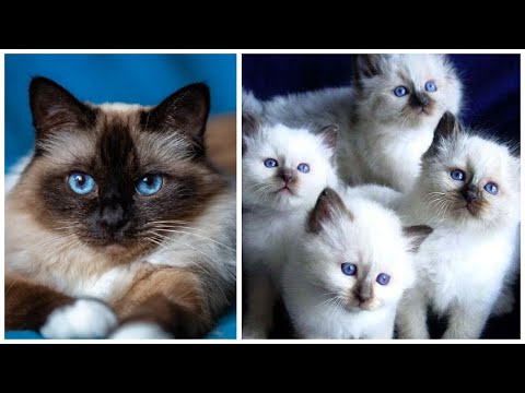 20 Interesting Facts about Birman Cats