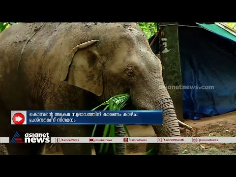 PT സെവന്റെ അക്രമ സ്വഭാവത്തിന് കാരണം കണ്ണിന്റെ കാഴ്ച കുറവെന്ന് നിഗമനം | PT 7