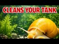 5 Freshwater Snails that you NEED to get