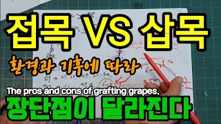 접목묘와 삽목묘 어느 것이 나은가? The pros and cons of grafting grapes.