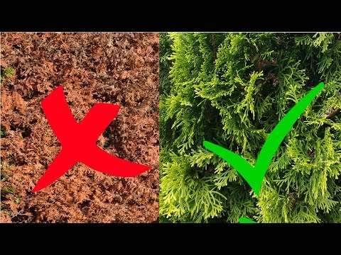 Thuja braune Stellen wieder grün bekommen – Lebensbaum / Koniferen retten – Tipps / Anleitung