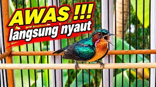 Download lagu Nyaut Seketika , kolibri wulung gacor nembakk #kowul #kolibriwulung #kowulgacor #kolibriwulunggacor  mp3