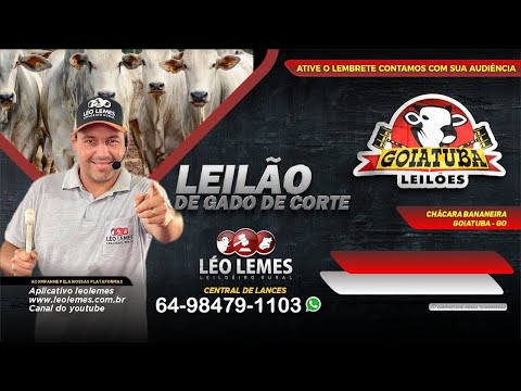 Goiatuba Leilões - Leilão de Gado de Corte em Goiás - 25/08/2026 | Leilão Ao Vivo