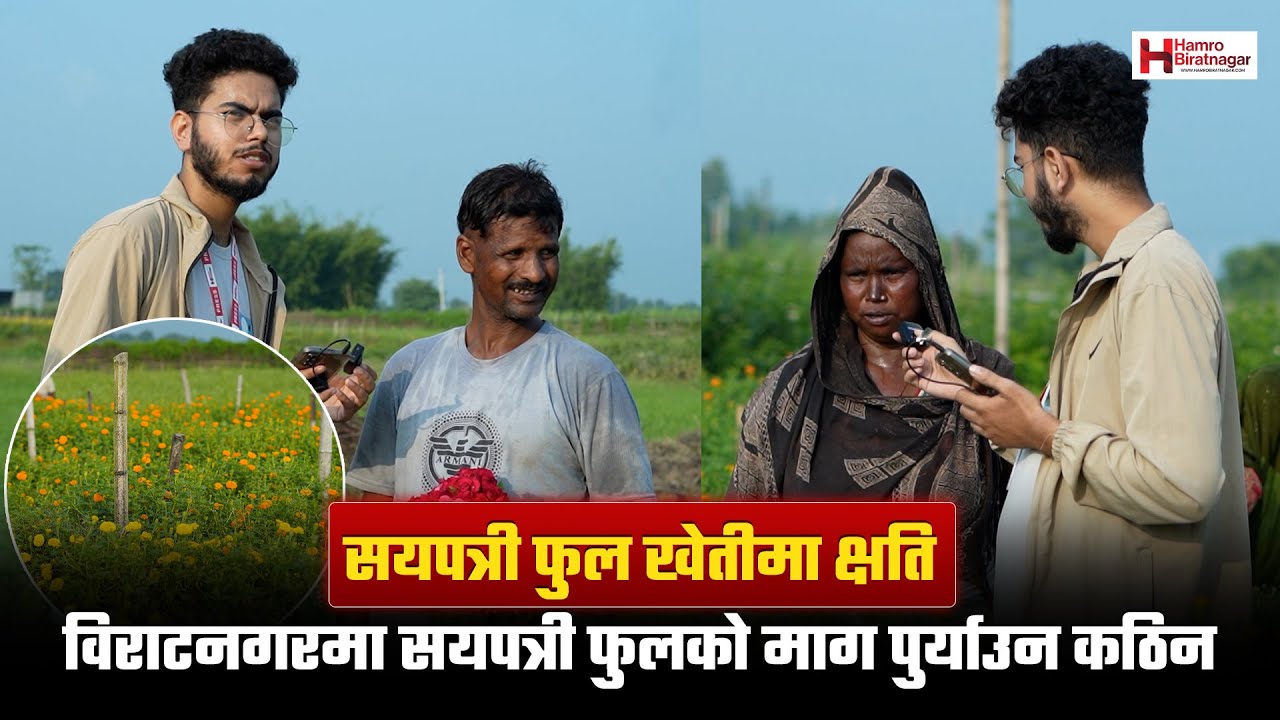 सयपत्री फुल खेतीमा क्षति,विराटनगरमा सयपत्री फुलको माग पुर्याउन कठिन, मूल्य बढ्ने सम्भावना