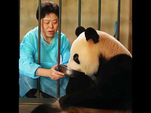 Panda Mom Falls for Sweet Drink, Her Cub Gets Taken for Health Check. #animals #wildlife#fyp#Panda