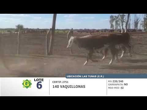 Lote Vaquillonas en Las tunas (E.Rios)