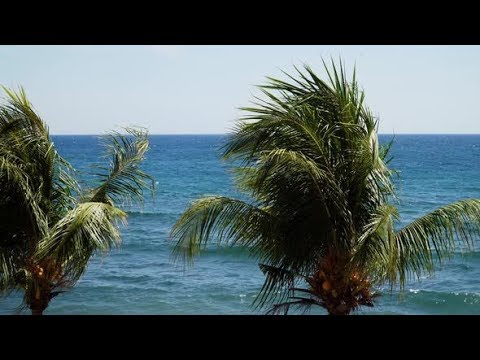 Palm Trees and Blue Sky | Stock Footage - Videohive