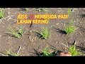 Joss ️Herbisida Padi Lahan Kering