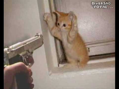 O Gato Comeu video