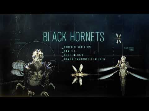 Know Your Enemy: Black Hornets