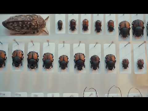 Hot Docs 2022 Trailer: EXOSKELETONS