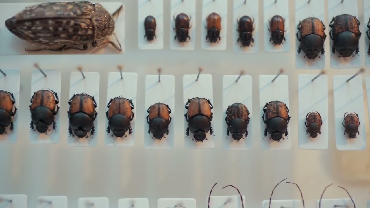 Hot Docs 2022 Trailer: EXOSKELETONS