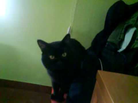 CARBONI EL GATO NEGRO MI ALMA GEMELA