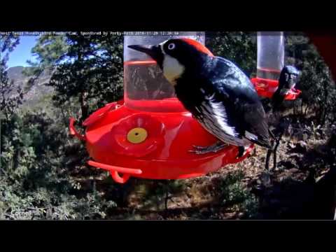11 29 2016 Three Acorn Woodpeckers