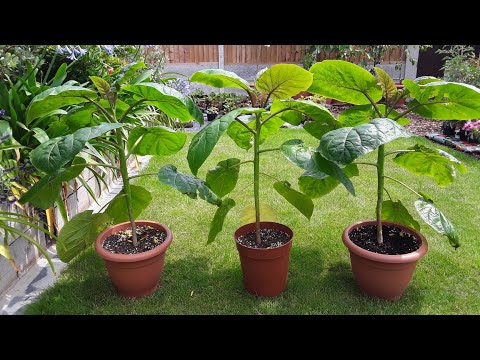 Tamarillo / Tree Tomato, growing experiment with 3 different pruning methods on identical plants