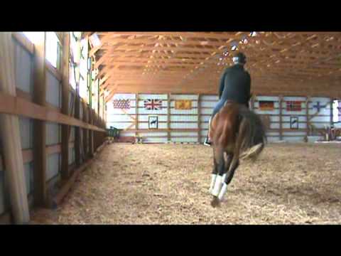 SOLD - RF Lotus - 2008 Warmblood gelding for sale at Rivervale Farm