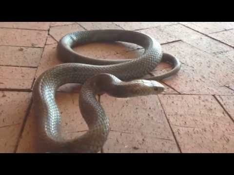 ARCHIE UNEMPLOYED - What do you think of HR People?