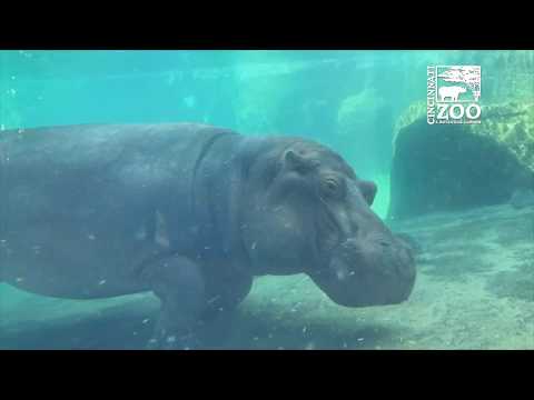 Baby Hippo Fiona Gets Priceless Reaction from Kids - Cincinnati Zoo