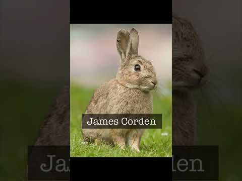 Kung Fu Shark 4 End Credits