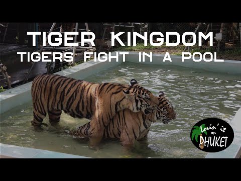 Tigers Fight in a Pool at Tiger Kingdom Phuket 🐅💦