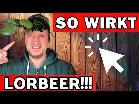 Bay leaf effect, ancient knowledge & use 🌞