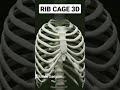 Rib Cage #ribs #anatomy