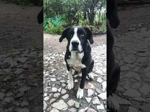 Mi Moro #casagrande #perro #miradacanina #cordoba