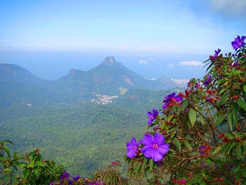 FLORESTA DA TIJUCA - O FILME (Tijuca Forest - The Movie)
