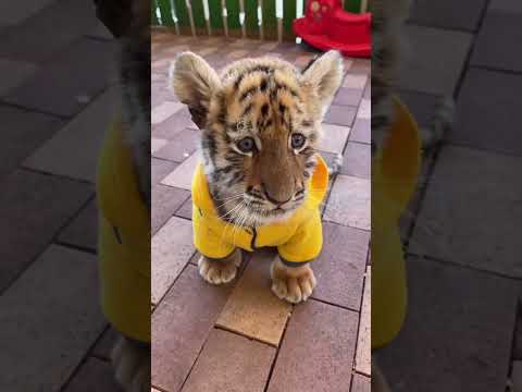 #dakshahindustani11 Daksha hindustani 11 बताओ Tiger 🐅 है या Cat 🐈 Please subscribe and support me 🙏