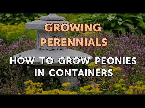 Can I Propagate a Peony From a Cutting