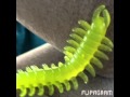 EW A CENTIPEDE GOT INTO MY CAR