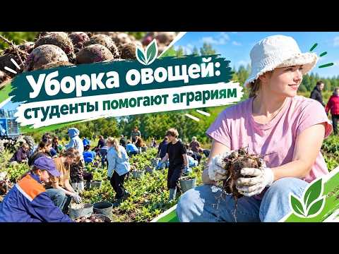 Студенты Витебщины помогают аграриям в уборке овощей.
