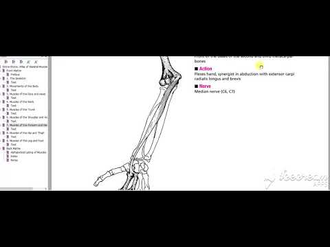 Flexor carpi radialis1