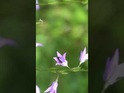 Sandlinse anlegen: Die effektivste Nisthilfe für Wildbienen im Naturgarten