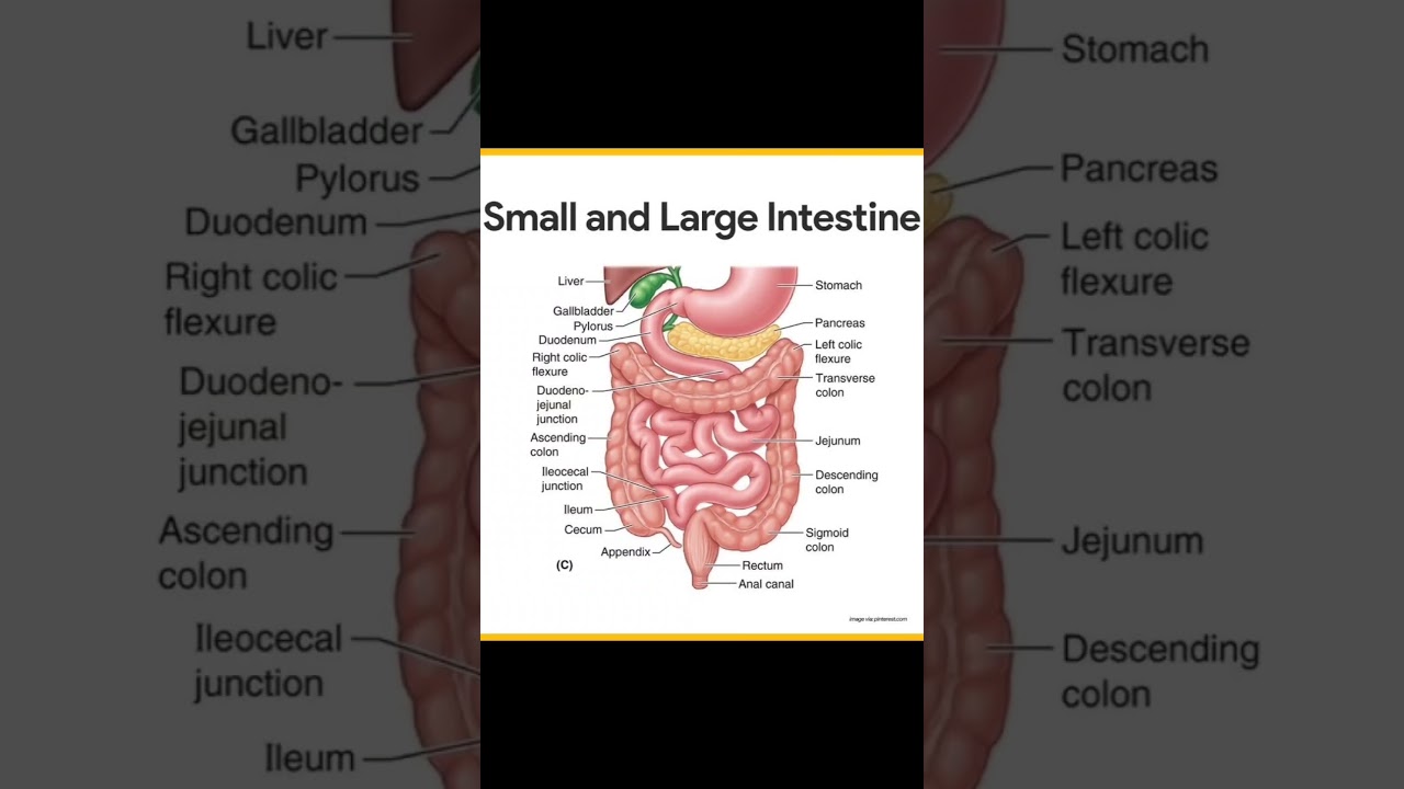 small and large intestine #anatomy