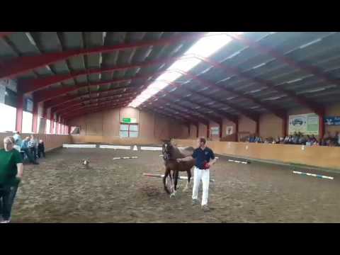 Fohlenregistrierung 02.08.2017 In Rantrum