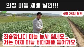 4월 25일 마늘 작황 벌써너무 좋아!!!!  비대제품을 써…