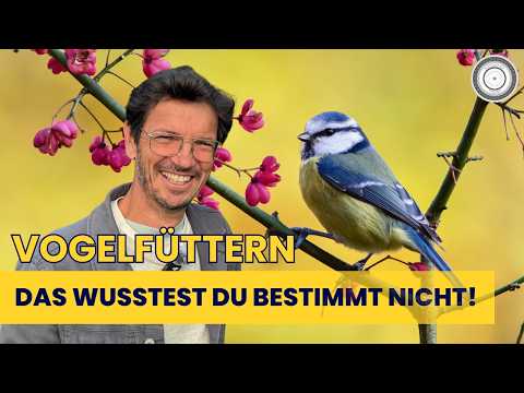 THIS IS WHY BIRDS NEED WILD HUB - here you can find out more and what you can do too