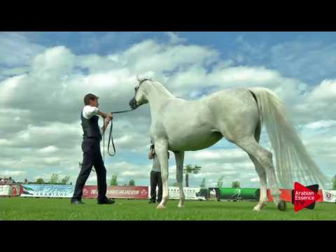 N.32 EKS SHAKIRA - Chantilly 2017 World Cup - 7 Years old and Older Mares (Class 5)
